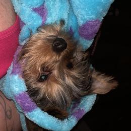 Yorkshire Terrier Puppies from Missy Lu Lap Puppies