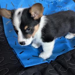 Twilight - Pembroke Welsh Corgi puppy from Hickory Springs Corgis