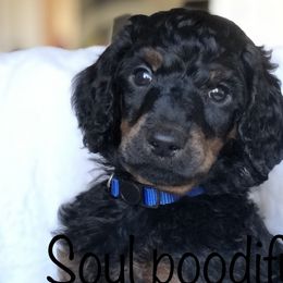 Thunder (blue collar) - Poodle puppy in Burley, Idaho from Soul Poodiful
