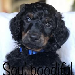 Thunder (blue collar) - Poodle puppy in Burley, Idaho from Soul Poodiful
