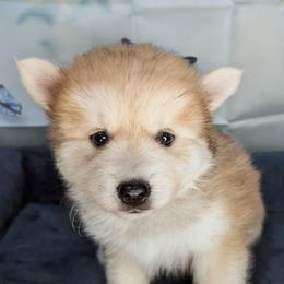 Flowers-2100 - Silver and white female Pomsky puppy in Spring Hill, Florida from www.PuppyTimeEmporium.com