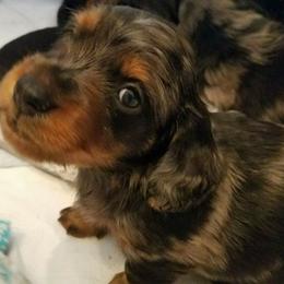Dachshund Puppies from Desert Rose