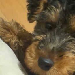 Welsh Terriers from Ashcreek Welsh Terriers