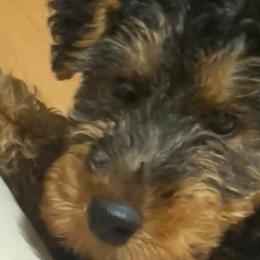Welsh Terriers from Ashcreek Welsh Terriers