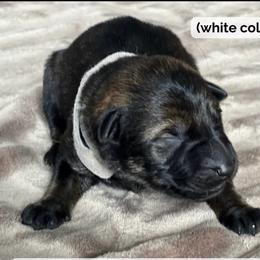 Magenta - Sable female German Shepherd puppy in Mount Vernon, Ohio from Haus Bärchen German Shepherds