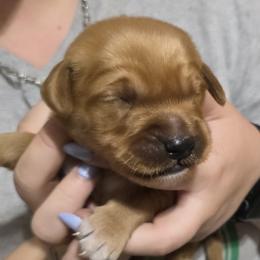 Free Bird - Dark golden female Golden Retriever puppy in Princeton, Minnesota from Bewitched Goldens