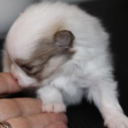 Lilly - Orange sable female Pomeranian puppy in Dillon, Montana from Medicine Lodge Poms LLC