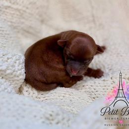 Red Girl - female Russian Salon Dog puppy in Iva, South Carolina from Petit Bijou Biewer Terriers & Russian Salon Dogs