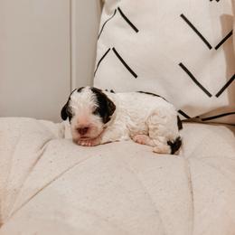 Smokey - Brown and white male Aussiedoodle puppy in Tryon, North Carolina from Melrose Mountain Farm