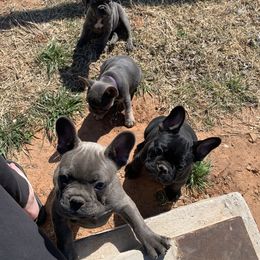 French Bulldog Puppies from Pettybilt Frenchies