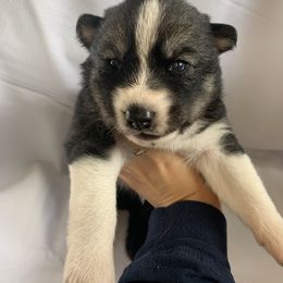Siberian Husky Puppies from SoFlo Siberians
