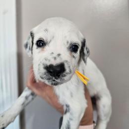 Lava Lamp - White and black female Dalmatian puppy in Gray, Georgia from Fuller Spots