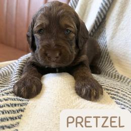Pretzel - Chocolate male Labradoodle puppy in Lubbock, Texas from Lucky Labradoodles