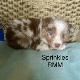 Boy 1 - Red merle male Miniature Australian Shepherd puppy in Roseville, California from Golden State Mini Aussies