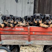 Beauceron Puppies from Eagle Valley Beaucerons