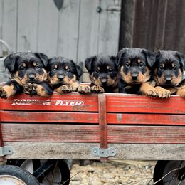 Beauceron Puppies from Eagle Valley Beaucerons