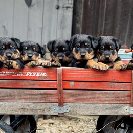 Beauceron Puppies from Eagle Valley Beaucerons