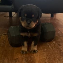 Rottweiler Puppies from Rottweiler Land