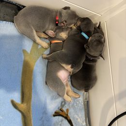 French Bulldog Puppies from Ballen Bulldogs