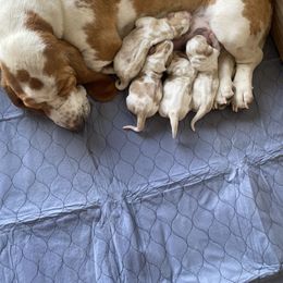 Basset Hound Puppies from Valley Bassets