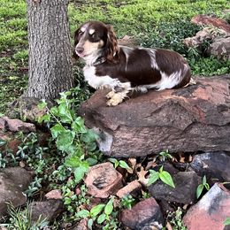 Willow - Dachshund