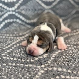 Boy 2 - male Beagle puppy in Shelley, Idaho from Idaho Beagles