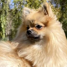 Willow - Pomeranian