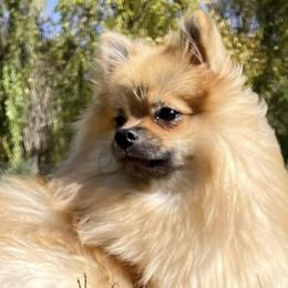 Willow - Pomeranian