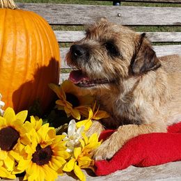 Sophie - Border Terrier