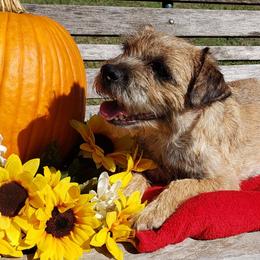 Sophie - Border Terrier