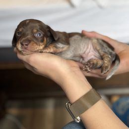 Chocolate and tan piebald- AKC - Chocolate and tan male Dachshund puppy in North Branch, Michigan from Monarch Miniature Dachshunds