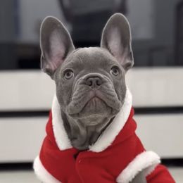 Loki - French Bulldog