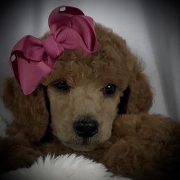 Poodle Puppies from Prissy Pants Poodles LLC