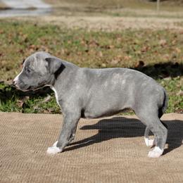 Chamois - Blue brindle female Whippet puppy in Gentry, Arkansas from Mardel Robeson of Mulberry Hollow Whippets