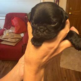 Brown and Green - Black male Pug puppy in Salem, Oregon from Loda's Pugs