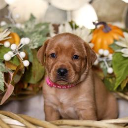 Bristol - Yellow female Labrador Retriever puppy in Twin Falls, Idaho from Whispering White Pines Labradors
