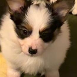 Champ - White black and tan male Papillon puppy in Frostproof, Florida from Sequence Papillon