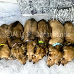 Dachshund Puppies from M.H.P Dachshunds