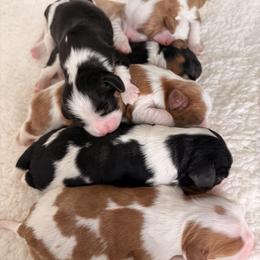 Cavalier King Charles Spaniel Puppies from True Heart Cavaliers llc