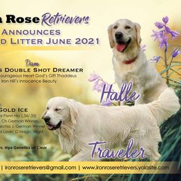 Golden Retriever Puppies from Iron Rose Retrievers