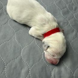 Goofy - White and black male Dalmatian puppy in San Antonio, Texas from Salermo’s farm