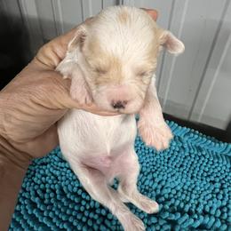 Chris - Parti male Maltipoo puppy in Lawrenceburg, Tennessee from LUV Poodles and Maltipoos