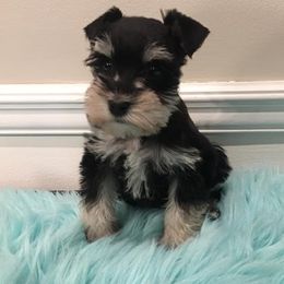 Miniature Schnauzer Puppies from D’Elegant Paws