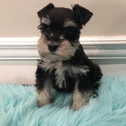 Miniature Schnauzer Puppies from D’Elegant Paws