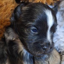 Blaze - Brindle and white male Mal-Shi puppy in Apollo Beach, Florida from Gemstone Exclusive Pups of Florida