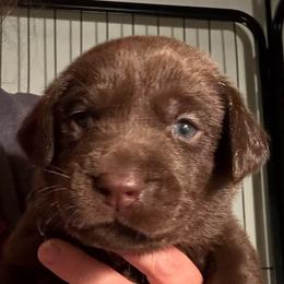 Light Blue Boy - Chocolate male Labrador Retriever puppy in Rock Hill, South Carolina from North Star Retrievers
