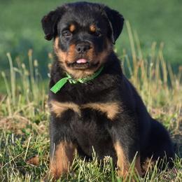Ichabod Red - Black and mahogany male Rottweiler puppy in Catawissa, Pennsylvania from Sharp Ridge Rottweilers