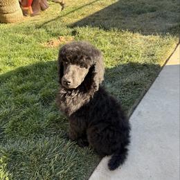 Tomasina - Black female Poodle puppy in Hesperia, California from Whitesock Standard Poodles