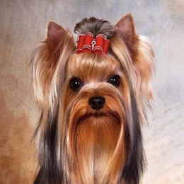 Ace  - Yorkshire Terrier