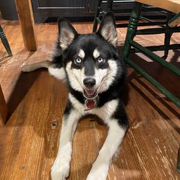 Rogue - Pomsky